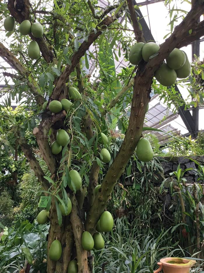 铁木瓜,不知道能不能吃哦,第一次见