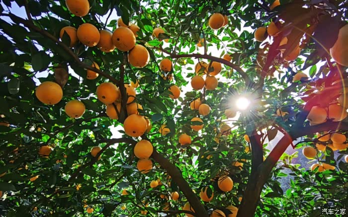 敢发就敢送#好山好水好果——赣南脐橙!