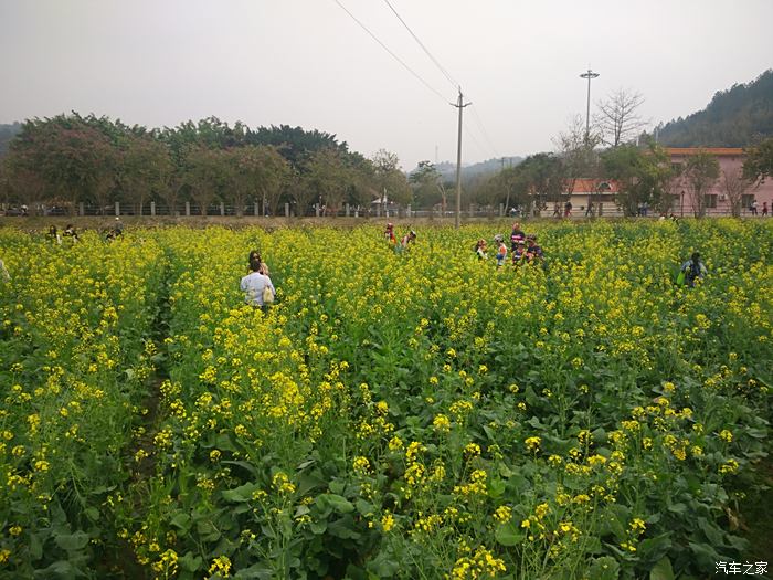 广州红山村油菜花图片