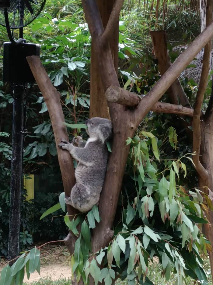 考拉属于夜行动物,白天基本就是在睡觉.