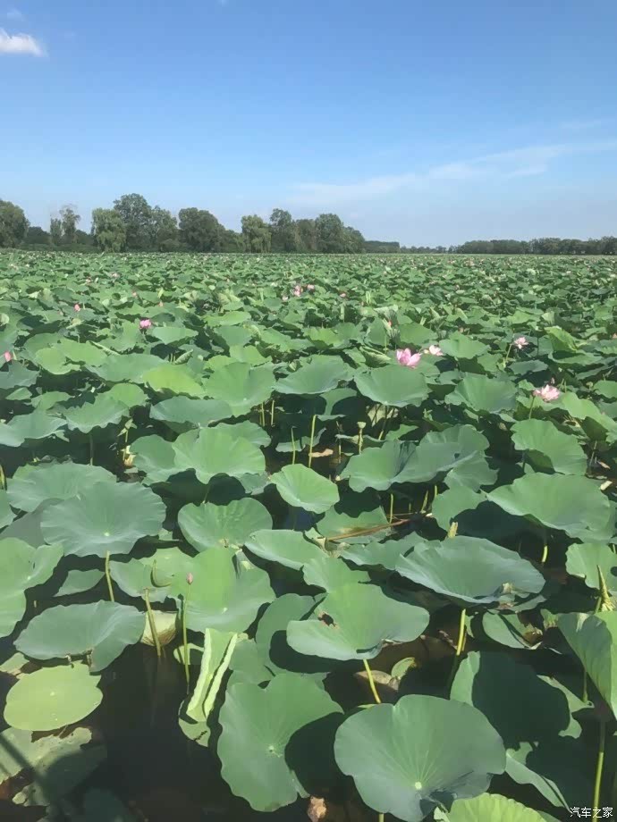 新民小西湖仙子湖公园