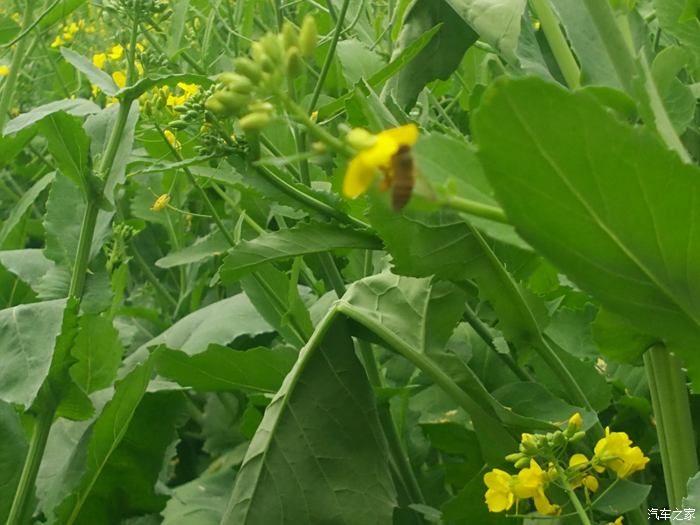 广州红山村油菜花图片