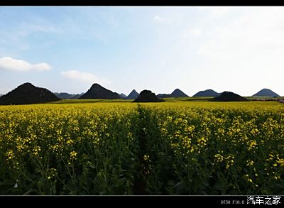 車在畫中行啊 金雞峰叢景區-- 羅平油菜花最美景區之