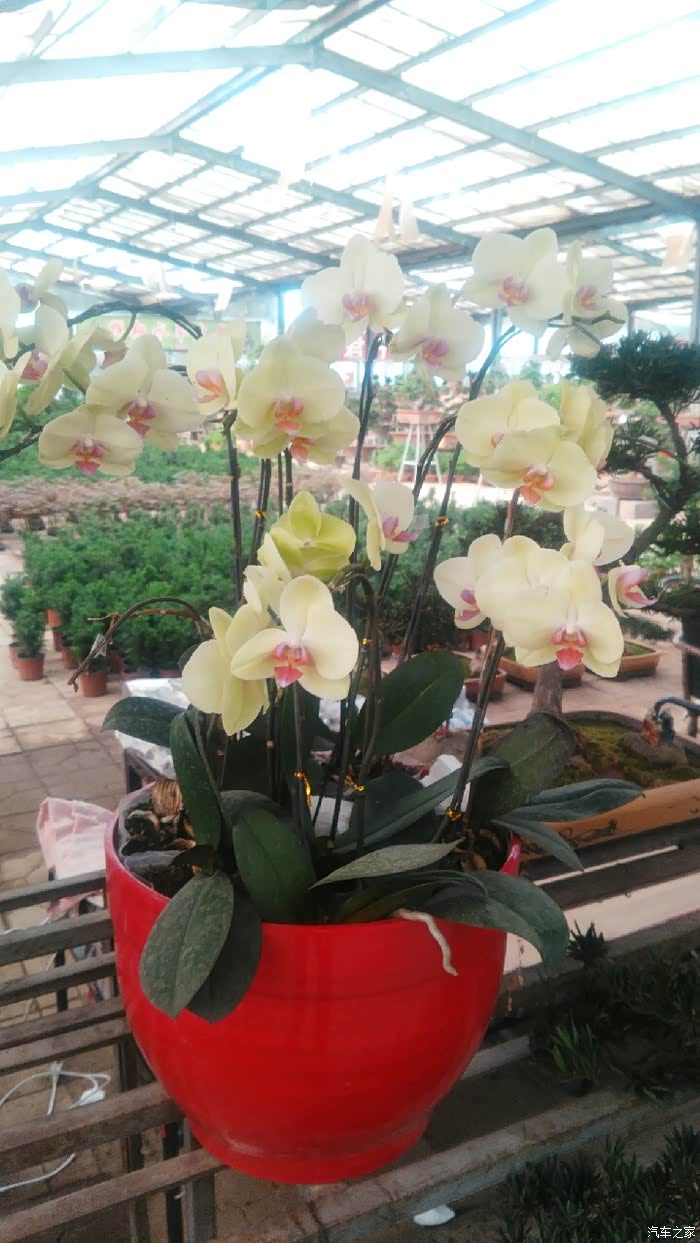 【宏光游侠】周日青州黄楼花卉市场赏花随拍