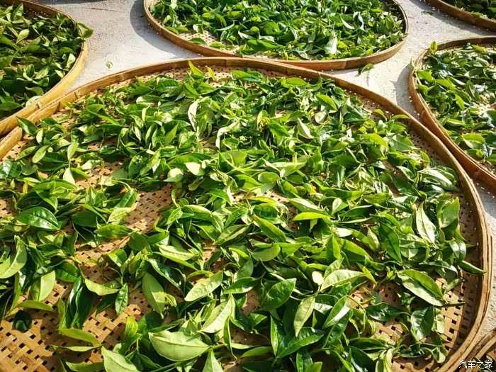 游潮州市饶平县浮滨镇岭头单丛茶原产地