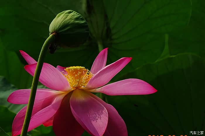 索尼hx400.拍的一些荷花照片.