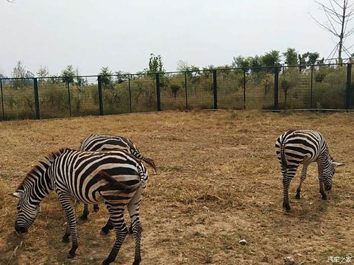 風光500硬闖周口野生動物園