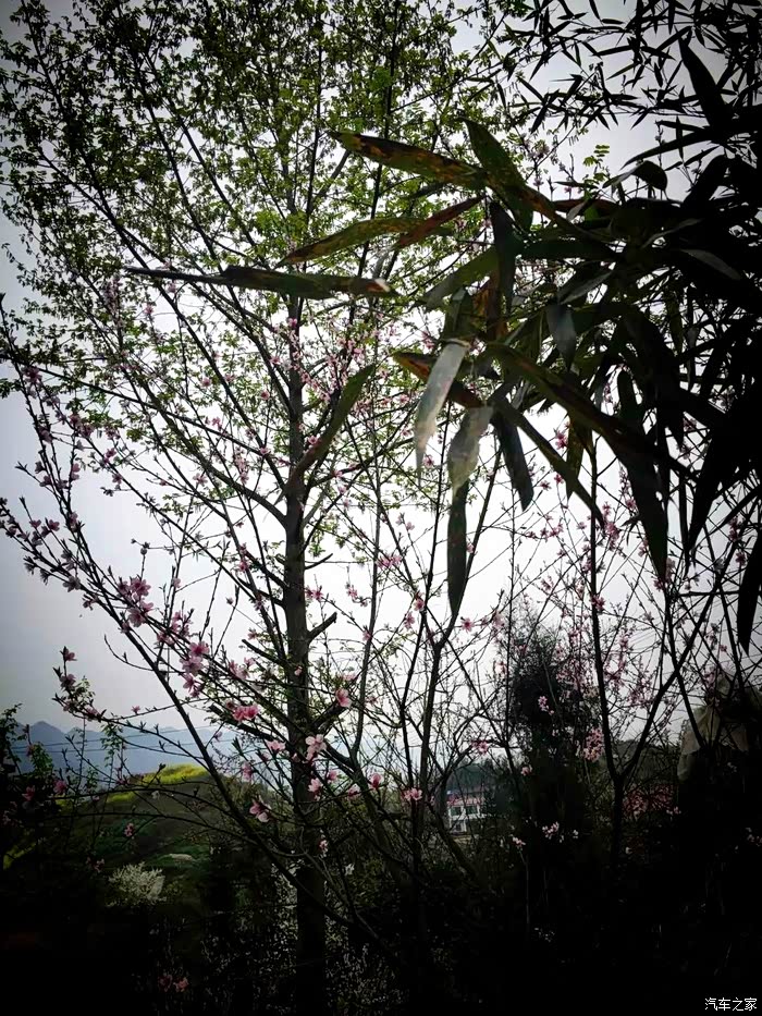 竹外桃花三两枝春江水暖鸭先知