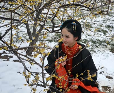 飞雪疑怨春色晚---- 雪后游腊梅园,看春潮涌动,梅雪争春