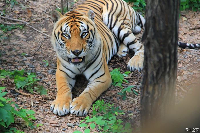 猛獸威武 遊夏季哈爾濱北方森林動物園