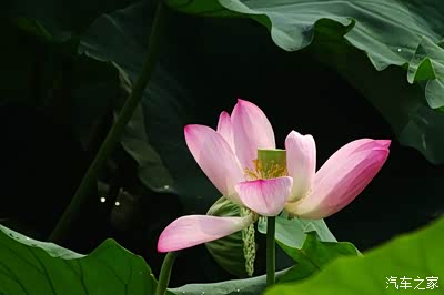 索尼hx400.拍的一些荷花照片.