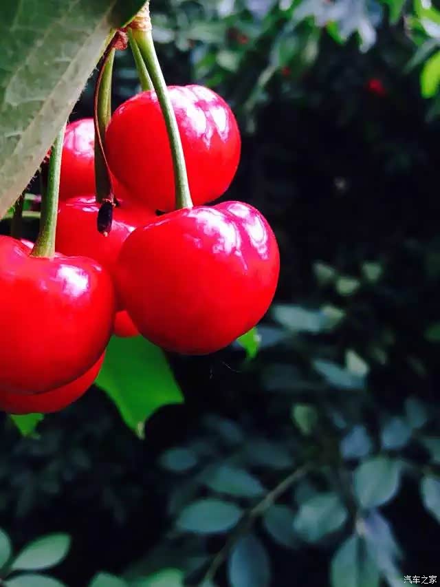 纪总双龙车友活动走起 樱珠采摘 崂山农家宴吃起来