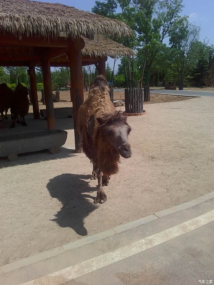 泰山祈福济南野生动物园游玩
