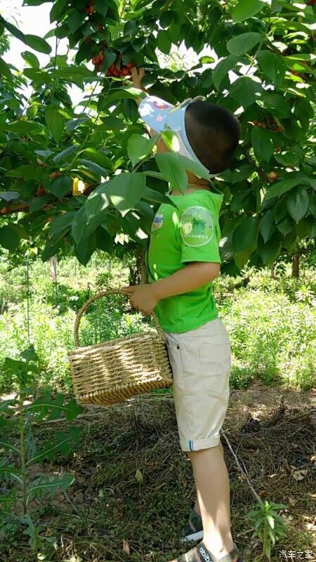 阳光明媚五月天,大白载我摘樱桃