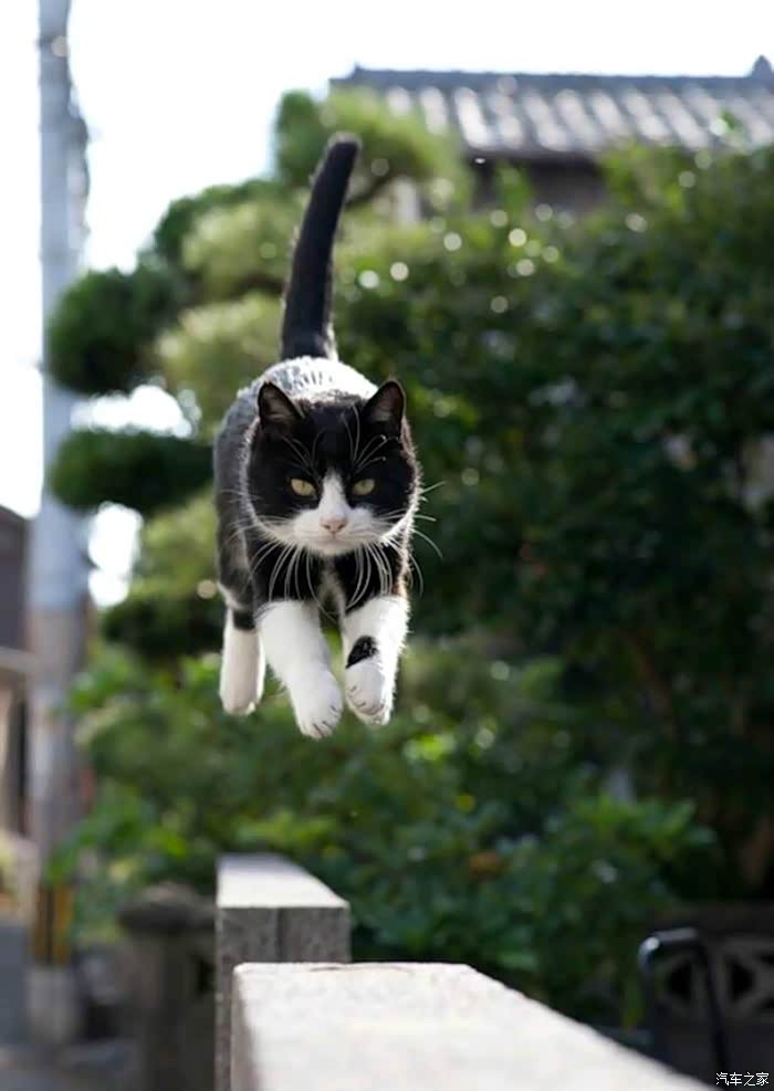 飞起来的猫咪