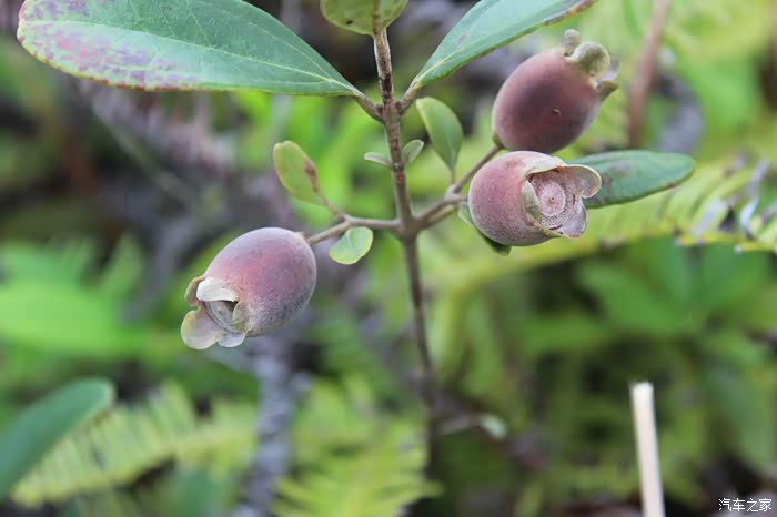 上山摘楠子之旅多图慎入建议wifi下打开申精