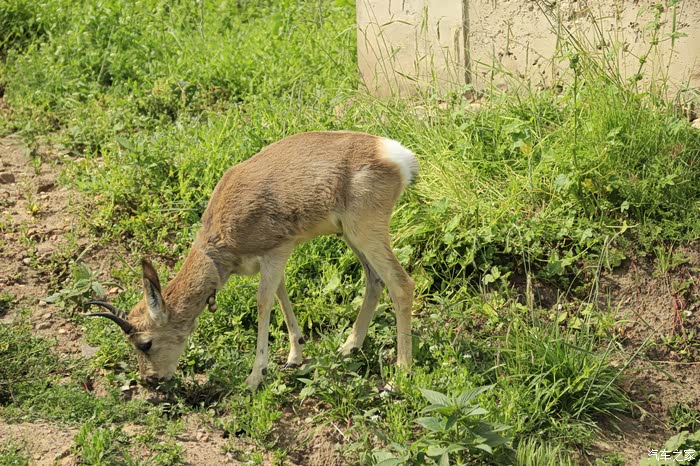 小五柴哈三年10万公里