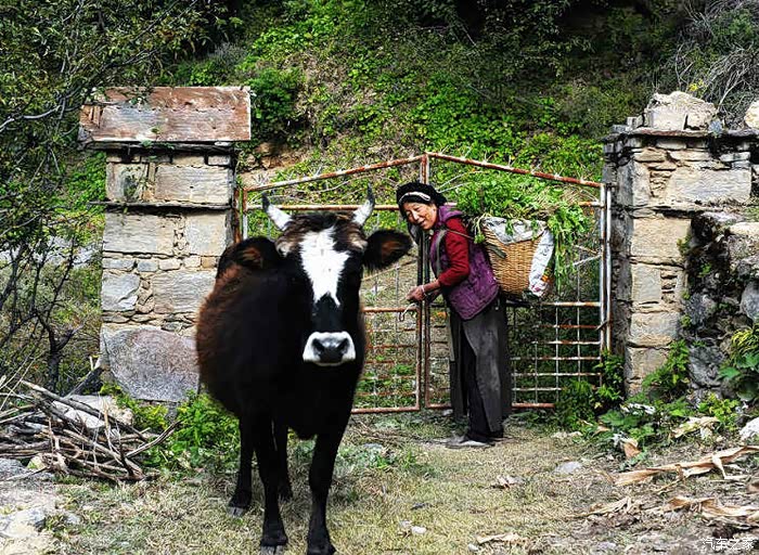 老阿妈带牛回家.