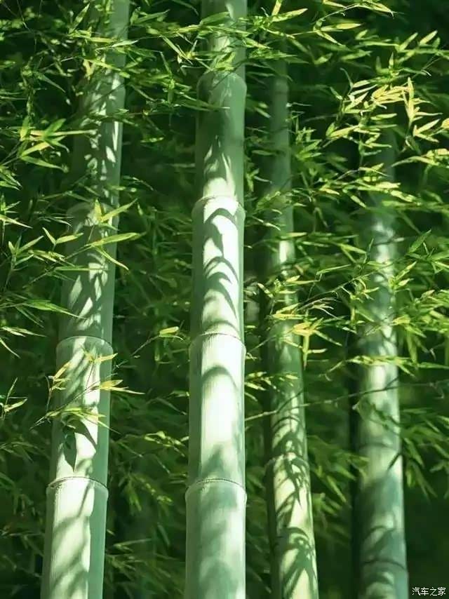 竹子扎根碎岩中,饱经风吹雨打,却仍坚持不懈,无所畏惧