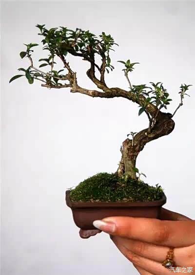 袖珍盆景鉴赏