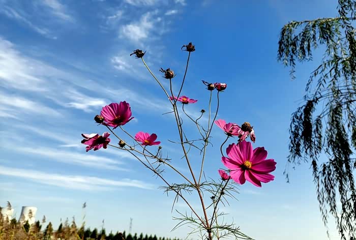 我想借一点干净的阳光让我怦然心动.