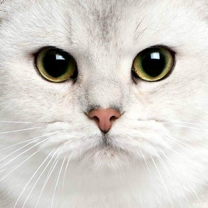 猫咪的眼睛