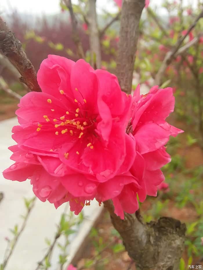 清水湾畔度假村赞桃花一日游