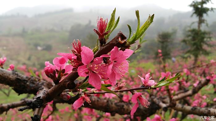 雨中赏桃花,广东河源连平县上坪镇小水村满山鹰嘴桃花盛开正旺