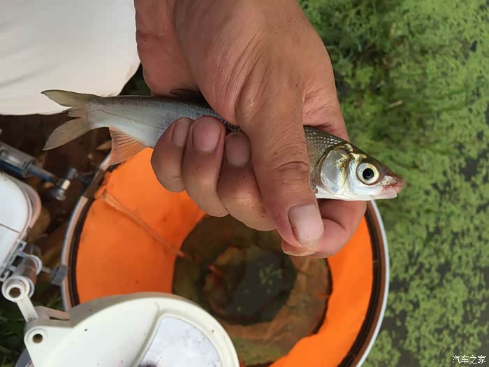 早钓红尾鲴--多图慎入