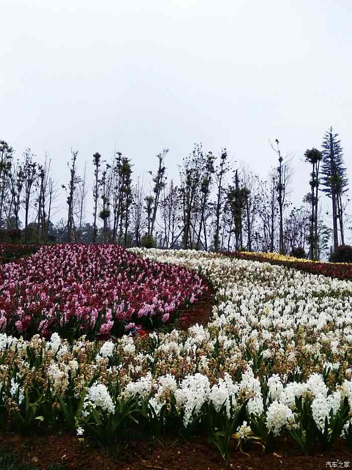 成都五龙山百花谷图片