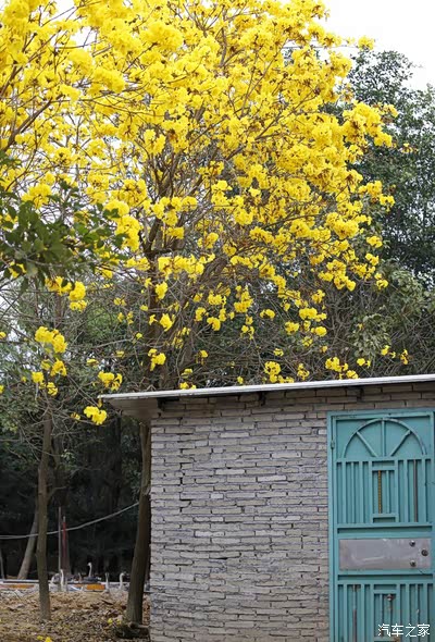 半夜三更发大片,黄花风铃木--春天里的金秋。