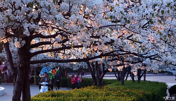 内乡梨园山庄梨花