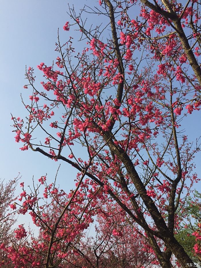 石门公园樱花图片
