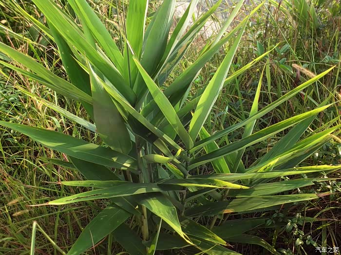 路边多野生芒叶.