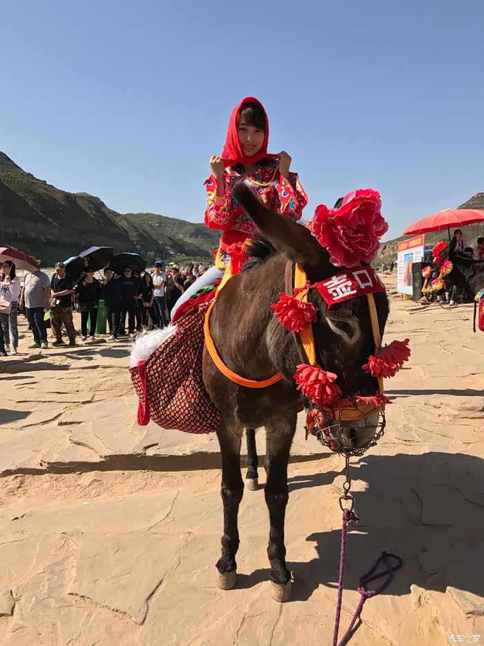 媳妇骑了下毛驴「壶口小黑」