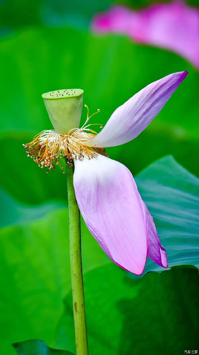 荷花百态,有的已经盛开了,露出了金黄的花蕊和嫩黄的小莲蓬