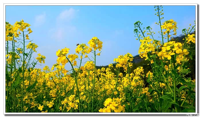 重庆睿骋车友会杭州漂亮的油菜花