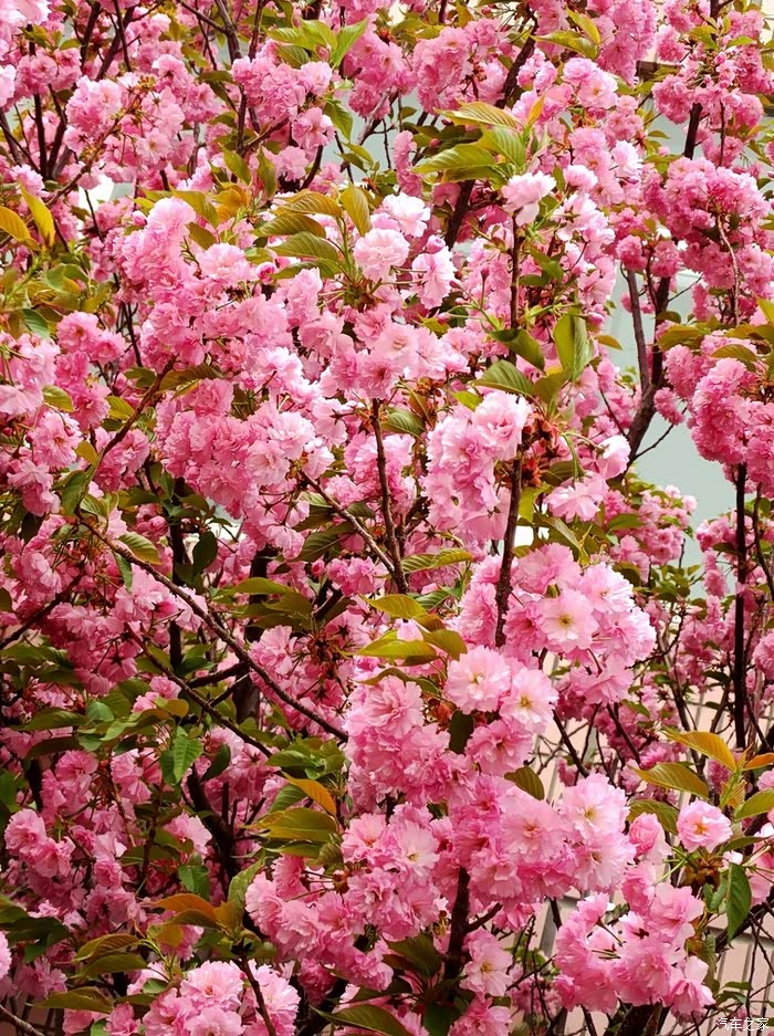 艾瑞泽7看百花怒放齐争艳