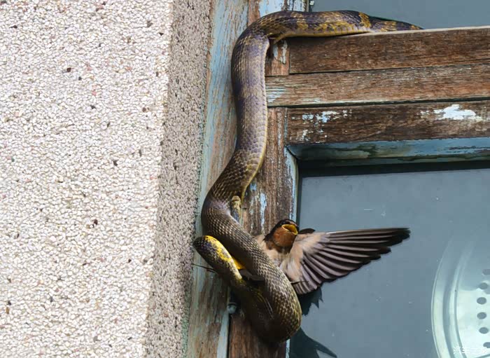 全程拍摄大蛇吃燕子!