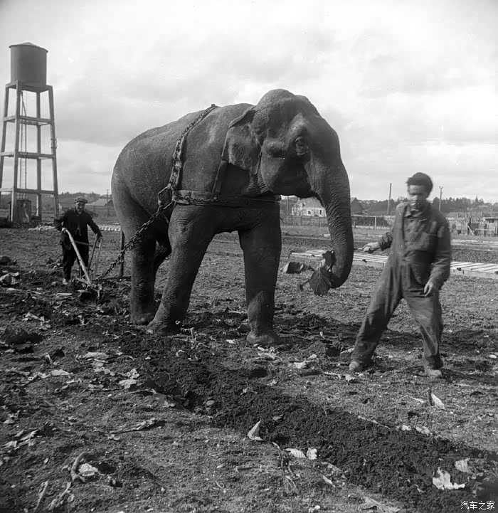 耕地的大象
