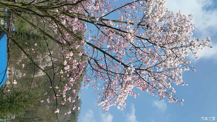 自驾游江油吴家后山赏辛夷花