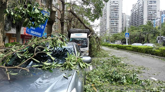 台风莫兰蒂重创厦门,我的致悦受损严重.