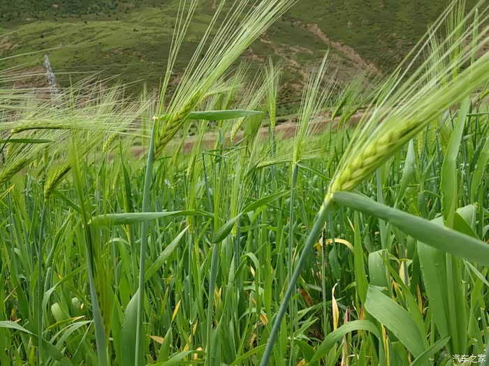 绿油油的青稞