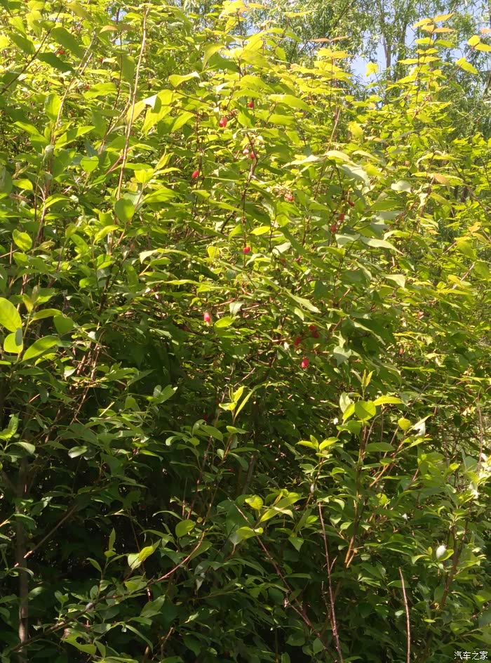 遛弯摘羊奶奶忆往事美好的下午