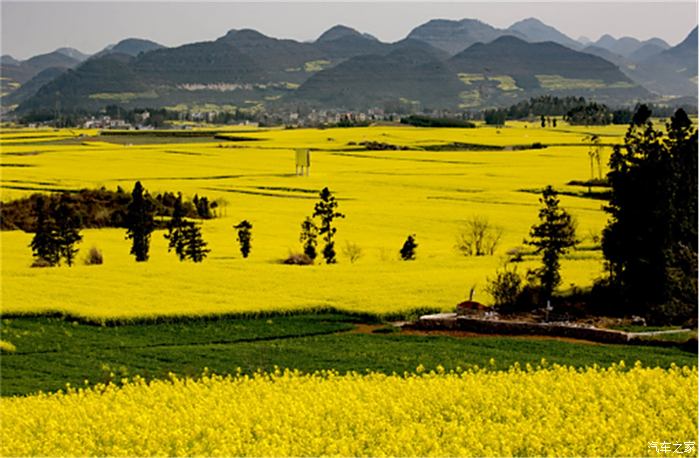 铜梁油菜花图片