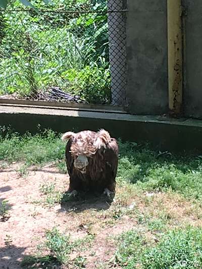 【敢發就敢送】暑假威海遊--神鵰山野生動物園(1)