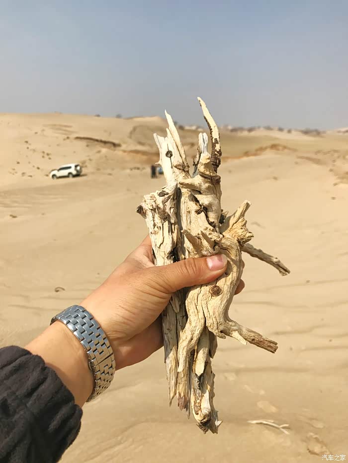 牧民草场里有好几个沙山,漂亮,在沙里捡到树根