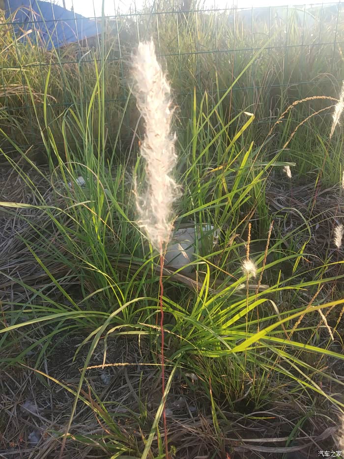 深秋悠然西风不识人间烟火