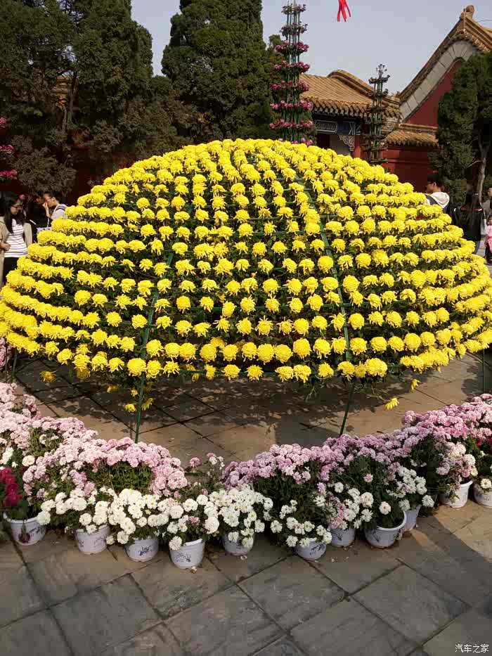 开封第35届菊花花会