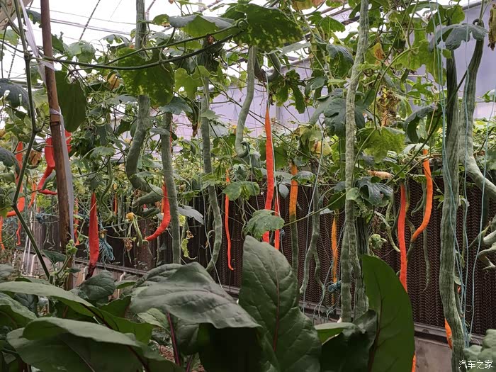 记中山开心农场半日游